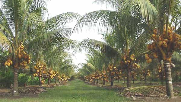 Andhra Pradesh: టీవీ9 కథనాలకు స్పందన.. కొనుగోలు కేంద్రాల ఏర్పాటుకు ‘నాఫెడ్’ గ్రీన్ సిగ్నల్..