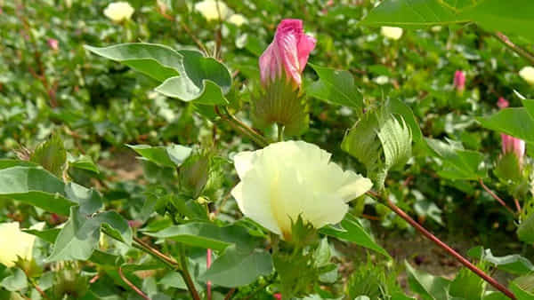 Cotton Plant : పత్తిచెట్టుతో ఆరోగ్య ప్రయోజనాలు.. స్త్రీలు, పురుషులకు బాగా పనిచేస్తుంది..! తెలిస్తే విడిచిపెట్టరు..