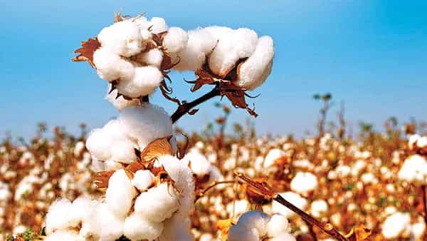 Andhra Pradesh: పత్తి రైతులకు మార్కెట్ షాక్.. భారీగా పడిపోయిన ధరలు..
