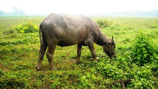 konaseema: బైక్‌ను ఢీకొట్టిన పాల వ్యాను.. ఒకే కుటుంబానికి చెందిన ముగ్గురు స్పాట్‌లోనే దుర్మరణం