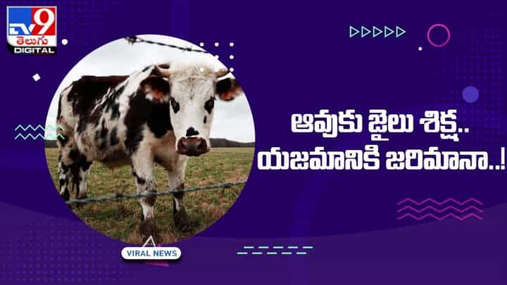 Viral: ఆవుకు జైలు శిక్ష !! యజమానికి జరిమానా !! ఎందుకో తెలుసా ?? Viral: ఆవుకు జైలు శిక్ష !! యజమానికి జరిమానా !! ఎందుకో తెలుసా ??