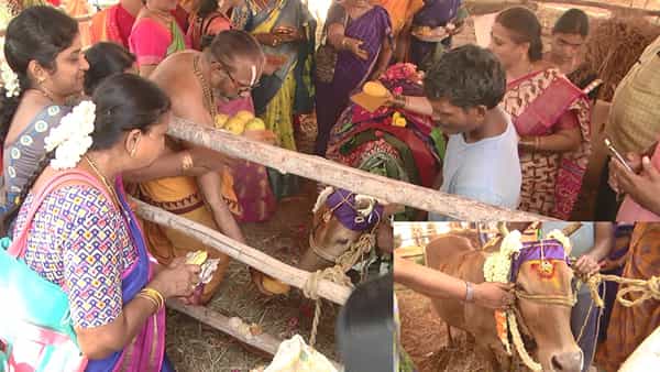 Cow Babyshower: కూతురి కంటే ఘనంగా పుంగనూరు గోమాతకు సీమంతం.. ఊరంతా పేరంటం