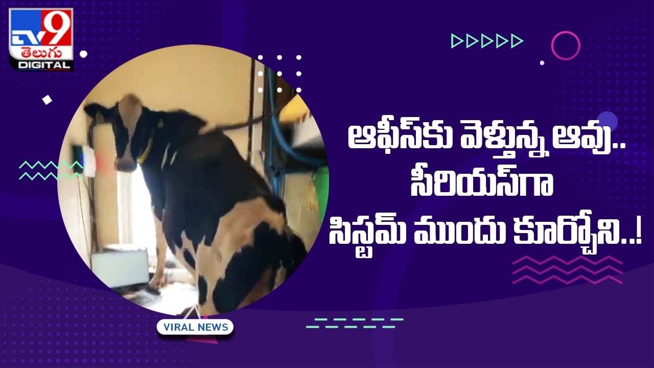 ఆఫీస్‌కు వెళ్తున్న ఆవు !! సీరియస్‌గా సిస్టమ్‌ ముందు కూర్చోని ఏం చేసిందో చూస్తే నవ్వు ఆపుకోలేరు