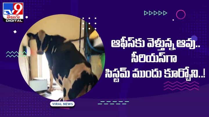 ఆఫీస్కు వెళ్తున్న ఆవు !! సీరియస్గా సిస్టమ్ ముందు కూర్చోని ఏం చేసిందో చూస్తే నవ్వు ఆపుకోలేరు ఆఫీస్కు వెళ్తున్న ఆవు !! సీరియస్గా సిస్టమ్ ముందు కూర్చోని ఏం చేసిందో చూస్తే నవ్వు ఆపుకోలేరు