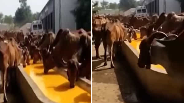 Viral Video: వేసవి ఉపశమనం కోసం ఆవులకు దాతల స్పెషల్ మెనూ.. 800 లీటర్ల మ్యాంగో జ్యూస్ వీడియో వైరల్..