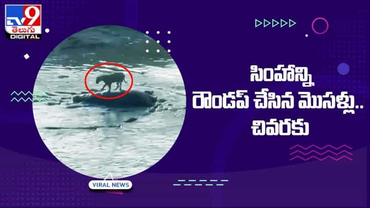 సింహాన్ని రౌండప్ చేసి కన్ఫ్యూజ్ చేసిన మొసళ్లు !! చివరకు ?? సింహాన్ని రౌండప్ చేసి కన్ఫ్యూజ్ చేసిన మొసళ్లు !! చివరకు ??