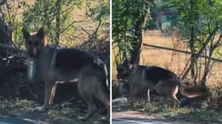 Elephant: యువతి చెంప పగలగొట్టిన ఏనుగు.. అసలు ఏం జరిగిందంటే..?