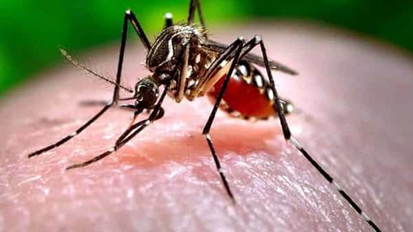 Dengue Fever: ప్రారంభంకానున్న వర్షాకాలం.. పొంచివున్న డెంగ్యూ ఫీవర్ ముప్పు.. ఈ జాగ్రత్తలు తీసుకోండి