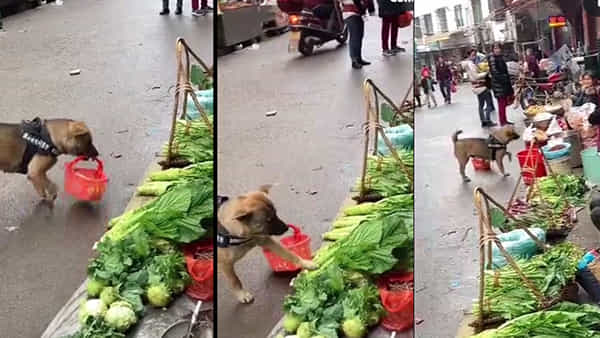 Viral Video: ఓసి దీని వేషాలో .. మార్కెట్కు వెళ్లి కూరగాయలు కొంటున్న కుక్క