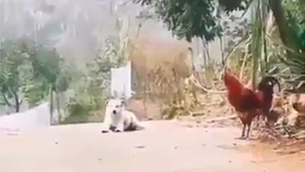 Viral Video: ఇదేక్కడి విచిత్రంరా బాబు.. కోడిపుంజులా కూతపెడుతున్న కుక్క.. వీడియో చూస్తే నవ్వకుండా ఉండలేరు...
