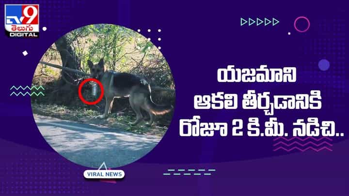 పెంపుడు కుక్క విశ్వాసం !! యజమాని ఆకలి తీర్చడానికి రోజూ 2 కి.మీ. నడిచి.. పెంపుడు కుక్క విశ్వాసం !! యజమాని ఆకలి తీర్చడానికి రోజూ 2 కి.మీ. నడిచి..