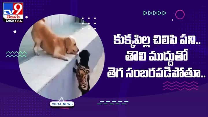 కుక్కపిల్ల చిలిపి పని.. తొలి ముద్దుతో తెగ సంబరపడిపోతూ కుక్కపిల్ల చిలిపి పని.. తొలి ముద్దుతో తెగ సంబరపడిపోతూ