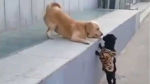 Viral Video: కుక్కపిల్ల చిలిపి పని.. తొలి ముద్దుతో తెగ సంబరపడిపోయి గంతులేసింది.. నవ్వులు పూయిస్తున్న వీడియో..