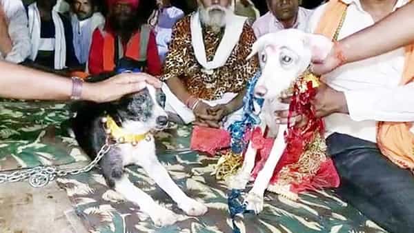 Dogs Wedding: సంప్రదాయం పద్దతిలో ఘనంగా కుక్కల పెళ్లి.. 500మందికి విందుభోజనం.. ఎక్కడంటే..