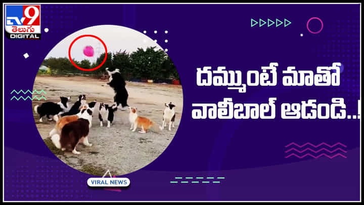 Dogs Playing Video: దమ్ముంటే మాతో వాలీబాల్ ఆడండి..! నెట్టింట దుమ్ము లేపుతున్న వీడియో.. Dogs Playing Video: దమ్ముంటే మాతో వాలీబాల్ ఆడండి..! నెట్టింట దుమ్ము లేపుతున్న వీడియో..