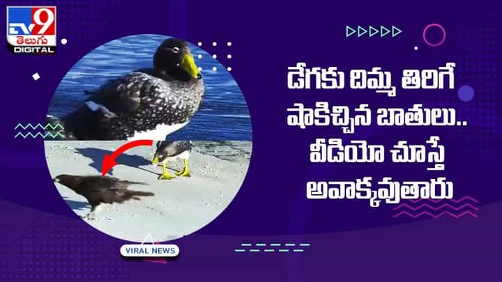 డేగకు దిమ్మదిరిగే షాకిచ్చిన బాతులు !! తమపై దాడికి వచ్చిన డేగలను తరిమి కొట్టిన బాతులు డేగకు దిమ్మదిరిగే షాకిచ్చిన బాతులు !! తమపై దాడికి వచ్చిన డేగలను తరిమి కొట్టిన బాతులు