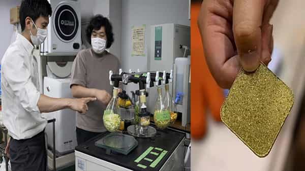 Edible Cement: ఆ దేశంలో పెరిగిపోతున్న ఫుడ్ వేస్టేజ్.. వ్యర్ధాలకు అర్ధం కల్పిస్తూ.. సిమెంట్ను తయారు చేసిన శాస్త్రవేత్తలు