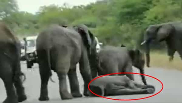Funny Video: డిస్ట్రబ్ చేస్తున్నారని నడిరోడ్డుపై ధర్నాకు దిగిన పిల్ల ఏనుగు.. పైకి లేరా అయ్యా అంటూ బతిమిలాడిన తల్లి ఏనుగు..!