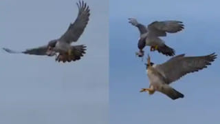 Eco Mermaid Woman: సముద్రం రక్షణ కోసం ఈదుతున్న ఓ మహిళ.. తాజాగా 12 గంటల పాటు ఈత కొట్టి ప్రపంచ రికార్డ్..