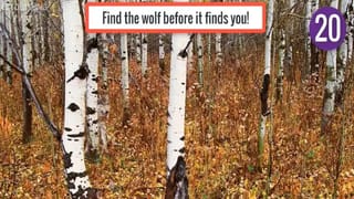 Viral Video: స్పైడర్ మ్యాన్‌లా వచ్చి చిన్నారి ప్రాణాలను కాపాడిన ట్రాఫిక్ పోలీస్.. సెల్యూట్ సర్