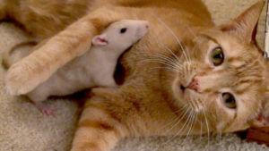 Cat and Rat Friendship: వైరలైన పిల్లి- ఎలుక వింత స్నేహం.. వీడియో చూస్తే అవాక్కే