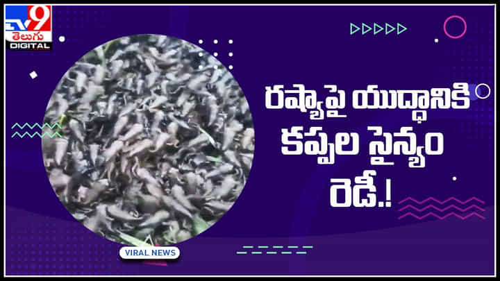 Frogs Viral Video: రష్యాపై యుద్ధానికి కప్పల సైన్యం రెడీ.! ఇదంతా చేసింది ఎవరో తెలుసా..? Frogs Viral Video: రష్యాపై యుద్ధానికి కప్పల సైన్యం రెడీ.! ఇదంతా చేసింది ఎవరో తెలుసా..?