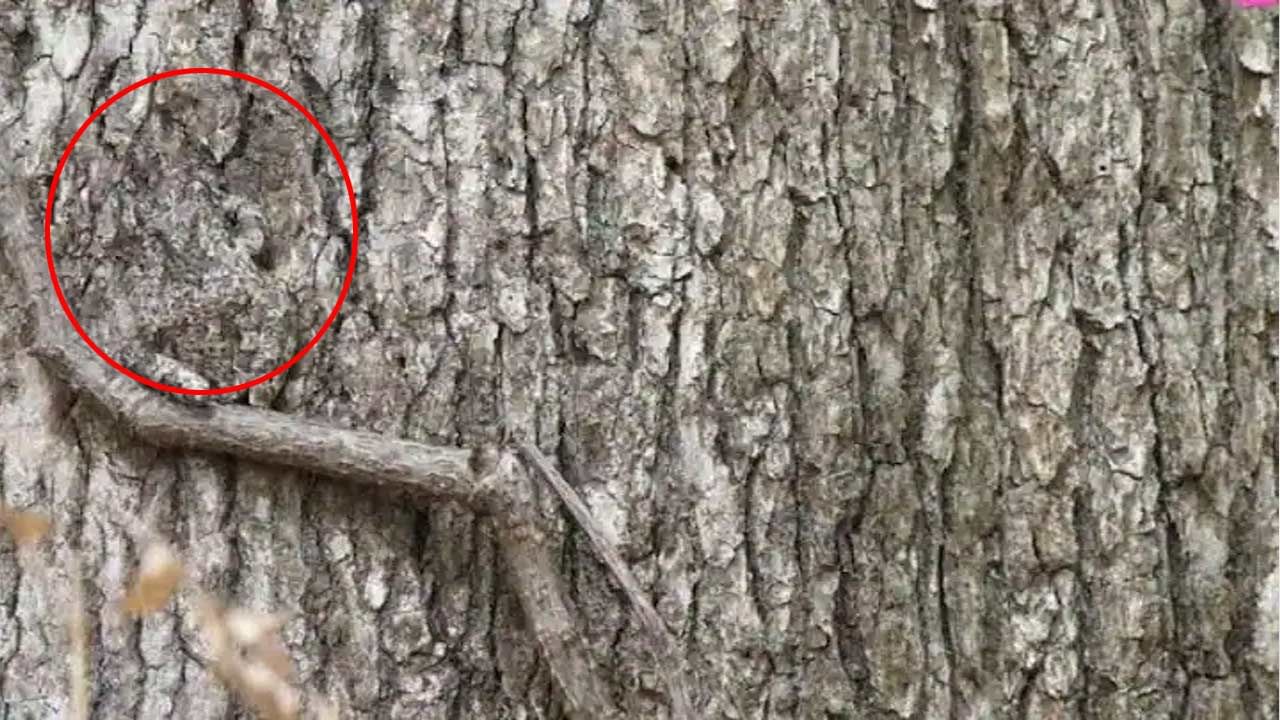 Frog Is Sitting In Front Of