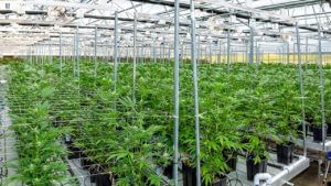 Cannabis Cultivation: గంజాయి సాగుకు గ్రీన్ సిగ్నల్.. కానీ అలా చేస్తే భారీ జరిమానా