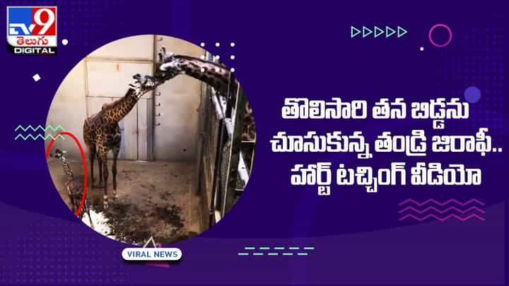 తొలిసారి తన బిడ్డను చూసుకున్న తండ్రి జిరాఫీ !! హార్ట్ టచ్చింగ్ వీడియో తొలిసారి తన బిడ్డను చూసుకున్న తండ్రి జిరాఫీ !! హార్ట్ టచ్చింగ్ వీడియో