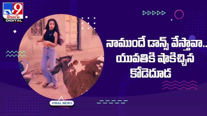 Viral Video: నాముందే డాన్స్ వేస్తావా ?? యువతికి షాకిచ్చిన కోడెదూడ !! Viral Video: నాముందే డాన్స్ వేస్తావా ?? యువతికి షాకిచ్చిన కోడెదూడ !!