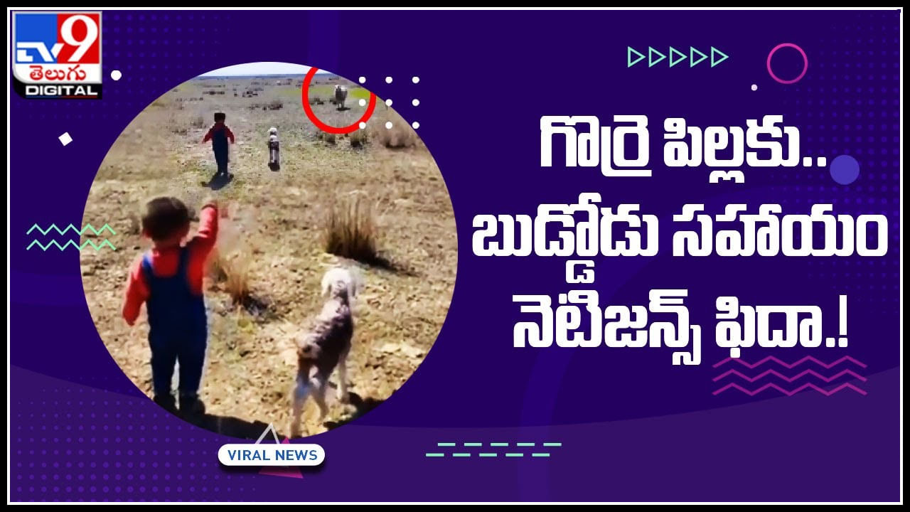 Boy Help to Lamb: తప్పిపోయిన గొర్రె పిల్లకు.. బుడ్డోడు చేసిన సహాయంకు నెటిజన్స్‌ ఫిదా.!