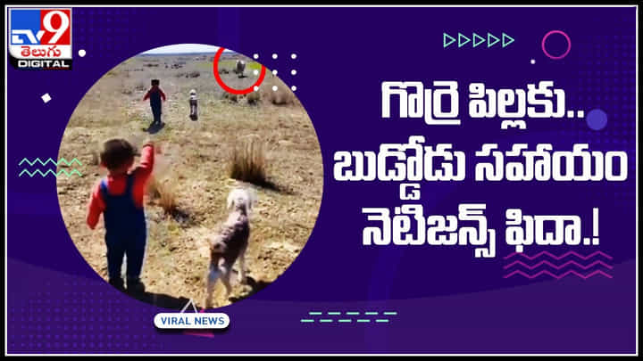 Boy Help to Lamb: తప్పిపోయిన గొర్రె పిల్లకు.. బుడ్డోడు చేసిన సహాయంకు నెటిజన్స్ ఫిదా.! Boy Help to Lamb: తప్పిపోయిన గొర్రె పిల్లకు.. బుడ్డోడు చేసిన సహాయంకు నెటిజన్స్ ఫిదా.!