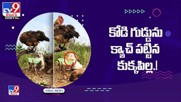 Viral Video: కోడి గుడ్డును క్యాచ్ పట్టిన పిల్లి !! నెట్టింట నవ్వులు పూయిస్తున్న వీడియో Viral Video: కోడి గుడ్డును క్యాచ్ పట్టిన పిల్లి !! నెట్టింట నవ్వులు పూయిస్తున్న వీడియో