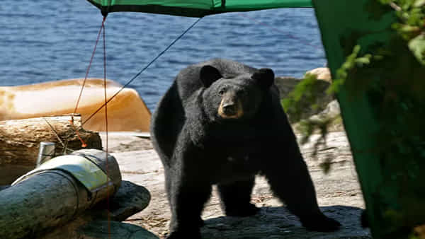 Bear Attack: ఎలుగుబంటి దాడి నుండి ఎలా బయటపడాలి..? ఒక వేళ దాడి చేస్తే ఏం చేయాలి..?