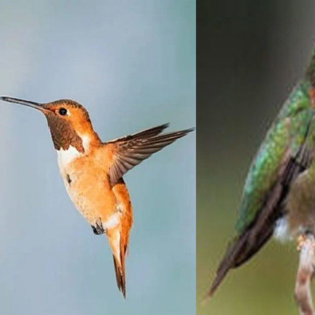 Hummingbird: ప్రపంచంలోనే అతి చిన్న గుండె కలిగిన పక్షి.. ఇది చేసే పనులు చూస్తే బుర్రలు వేడెక్కేస్తాయ్‌..