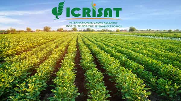 ICRISAT Patancheru Jobs 2022: బీఈ/బీటెక్ అర్హతతో పటాన్చెరులోని ఇక్రిశాట్లో ఆఫీసర్ పోస్టులు..దరఖాస్తు ఇలా..