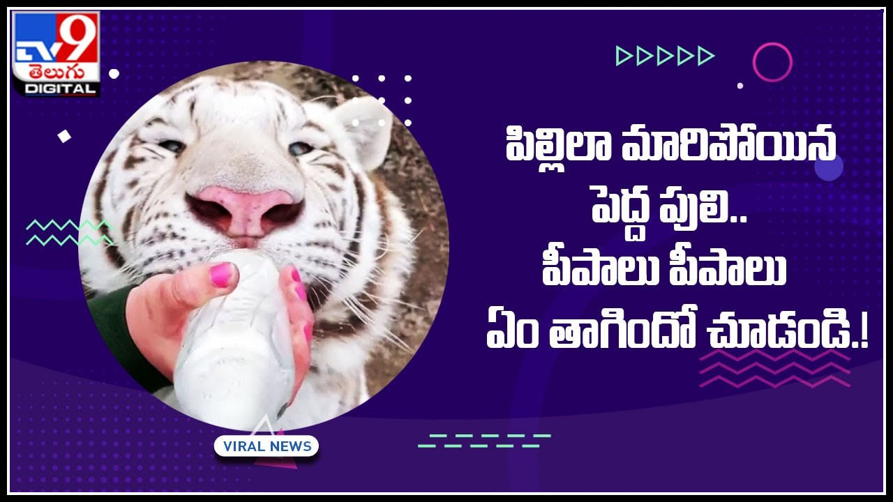 Tiger Drinking: పిల్లి లా మారిపోయిన పెద్ద పులి.. పీపాలు పీపాలు ఏం తాగిందో చూడండి.!