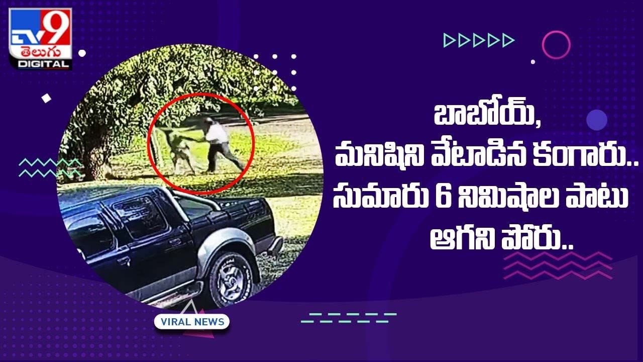 బాబోయ్, మనిషిని వేటాడిన కంగారు !! సుమారు 6నిమిషాల పాటు ఆగని పోరు !! చివరికి ఏమైందంటే ?? బాబోయ్, మనిషిని వేటాడిన కంగారు !! సుమారు 6నిమిషాల పాటు ఆగని పోరు !! చివరికి ఏమైందంటే ??