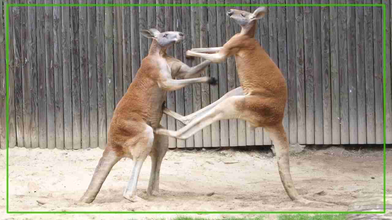 Viral Video: హ్యాండ్-టు-హ్యాండ్ ఫైట్.. మార్షల్ ఆర్ట్స్లో దుమ్మురేపిన కంగారూలు.. వీడియో చూస్తే..