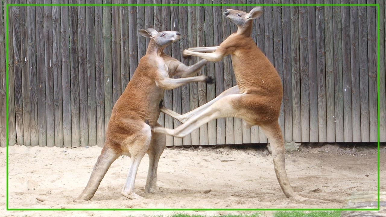 Viral Video: హ్యాండ్-టు-హ్యాండ్ ఫైట్.. మార్షల్ ఆర్ట్స్‌లో దుమ్మురేపిన కంగారూలు.. వీడియో చూస్తే..