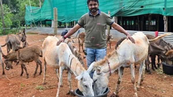 Success Story: ఐటి జాబ్కు గుడ్ బై చెప్పి గాడిద పెంపకం.. పాలతో లక్షలు సంపాదిస్తున్న వ్యక్తి