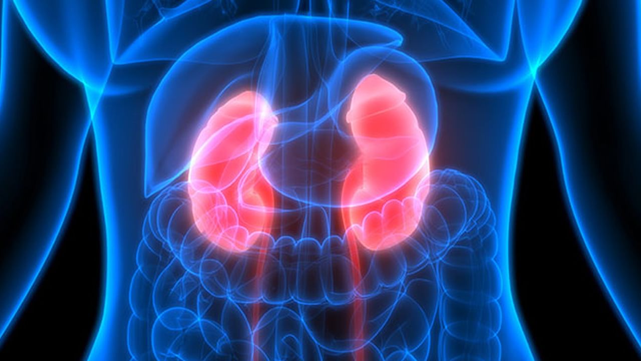 Kidney Cancer: మూత్రం నుండి రక్తస్రావం అవుతుందా..? కిడ్నీ క్యాన్సర్ లక్షణాలు కావచ్చు.. ఎలా నివారించాలి..?