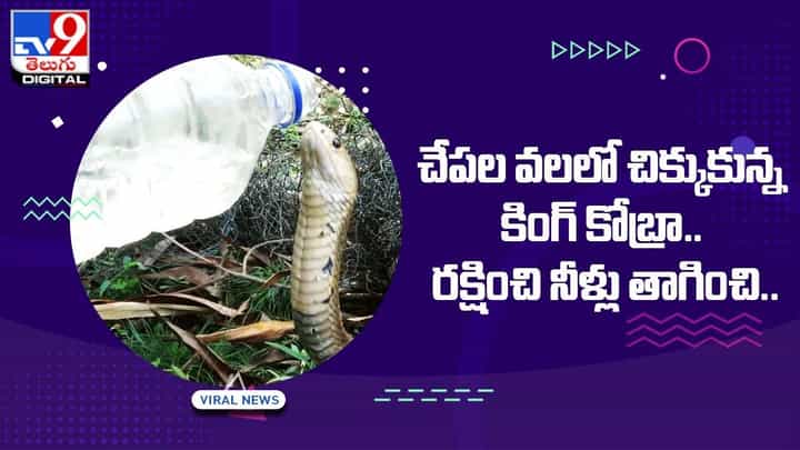 చేపల వలలో చిక్కుకున్న కింగ్ కోబ్రా.. రక్షించి నీళ్లు తాగించి.. చేపల వలలో చిక్కుకున్న కింగ్ కోబ్రా.. రక్షించి నీళ్లు తాగించి..
