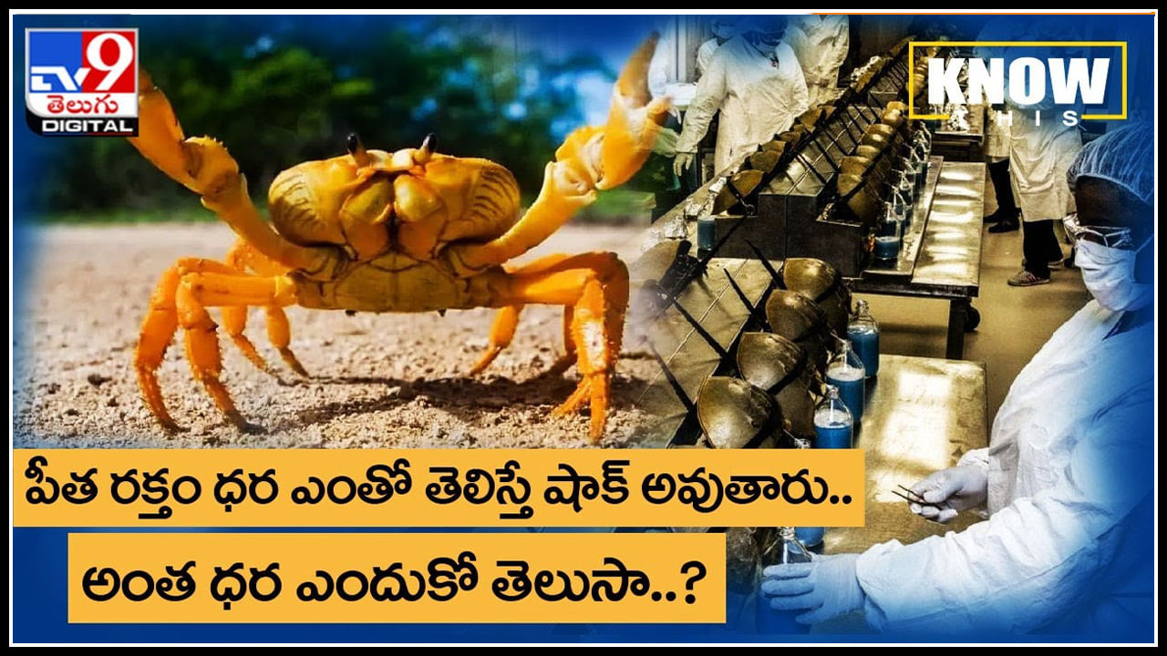 Crab blood cost: పీత రక్తం లీటర్ ధర ఎంతో తెలిస్తే షాక్ అవుతారు..  అంత ధర ఎందుకో తెలుసా..?