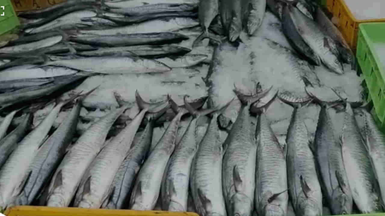 Konam Fish: వేట విరామం తర్వాత వల వేసిన మత్స్యకారులు... బయటకు లాగగా కోటి విలువచేసే..!