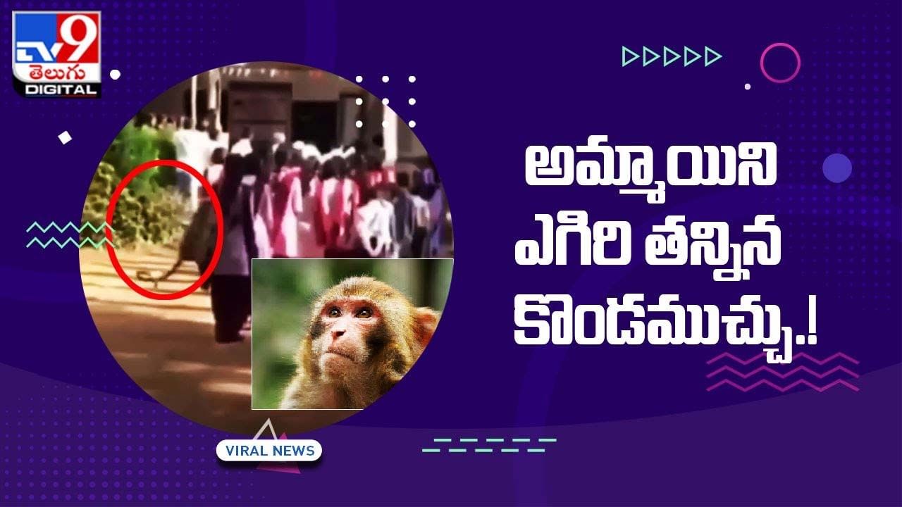 Viral Video: ఇదెక్కడి మాస్ రివేంజ్ మావ !! అమ్మాయిని ఎగిరి తన్నిన కొండముచ్చు..