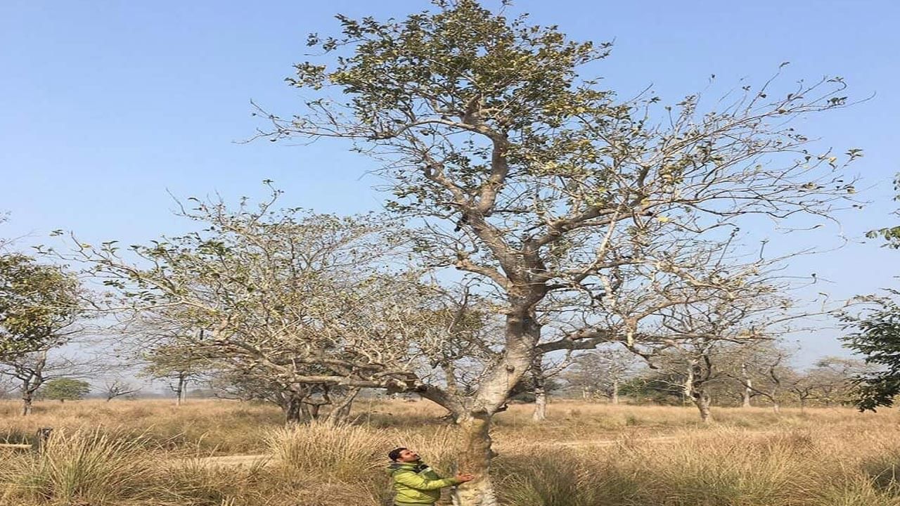 laughing tree : కితకితల చెట్టు.. ముట్టుకుంటే ముప్పై వంకర్లు పోతూ నవ్వుతోంది..!