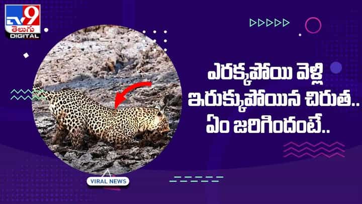 ఎరక్కపోయి వచ్చాను ఇరుక్కుపోయాను అనుకుంటున్న చిరుత !! అస్సలు ఏం జరిగిందంటే ?? ఎరక్కపోయి వచ్చాను ఇరుక్కుపోయాను అనుకుంటున్న చిరుత !! అస్సలు ఏం జరిగిందంటే ??
