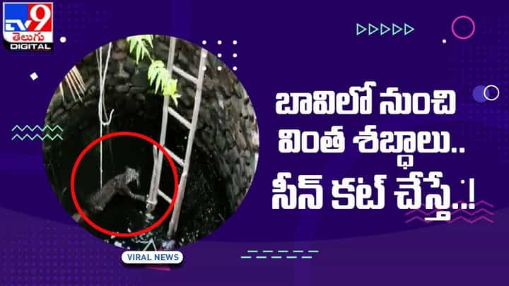 Viral Video: బావిలో నుంచి వింత శబ్ధాలు !! సీన్ కట్ చేస్తే !! Viral Video: బావిలో నుంచి వింత శబ్ధాలు !! సీన్ కట్ చేస్తే !!