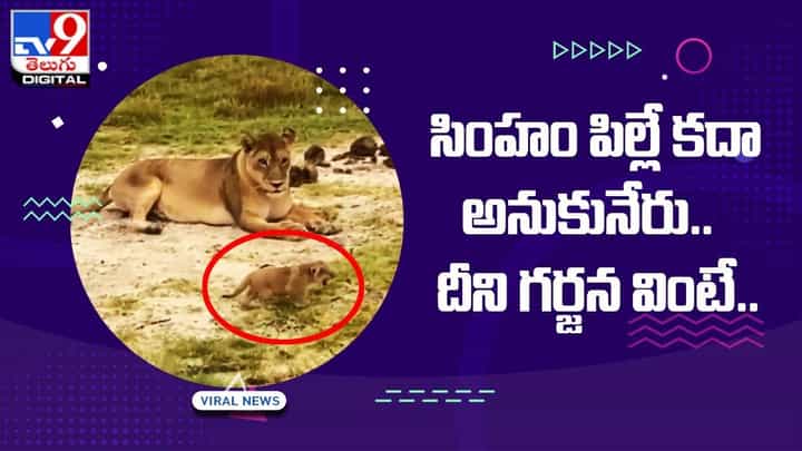 ఈ సింహం పిల్ల గర్జన ఎంత బాగుందో.. మీరూ వినండి.. ఈ సింహం పిల్ల గర్జన ఎంత బాగుందో.. మీరూ వినండి..